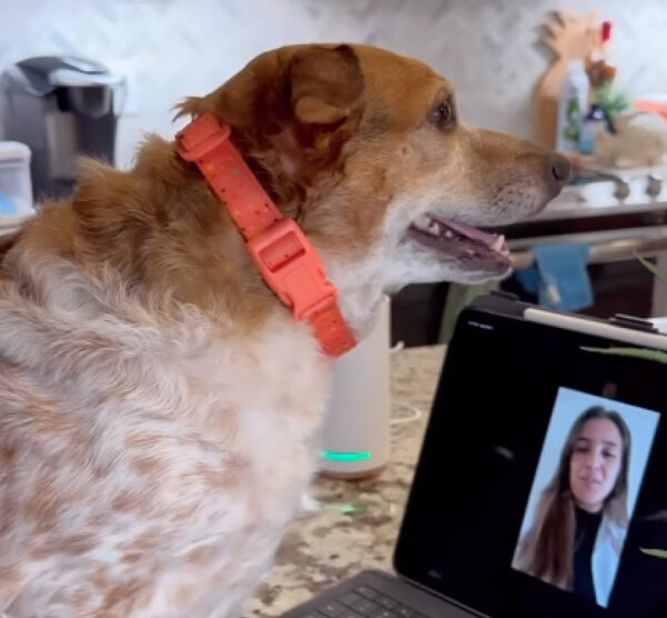 Your dog's health